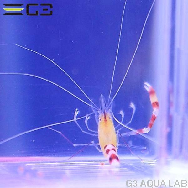 アウトレット 片腕欠損 脱皮時に再生可 キイロオトヒメエビ ペア 約4cm 10時までのご注文で当日出荷可能 S110 K0718 G3 Aqua Lab ヤフーショップ 通販 Yahoo ショッピング