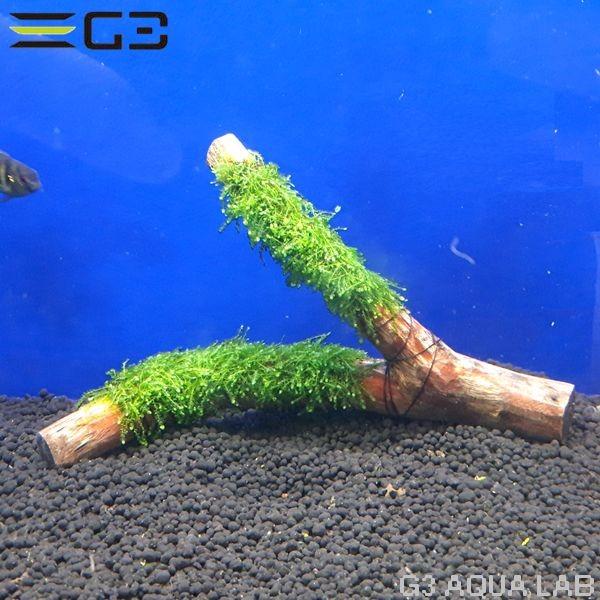 No,002 国産 ウィーピングモス 活着流木 1個 : G3 AQUA LAB