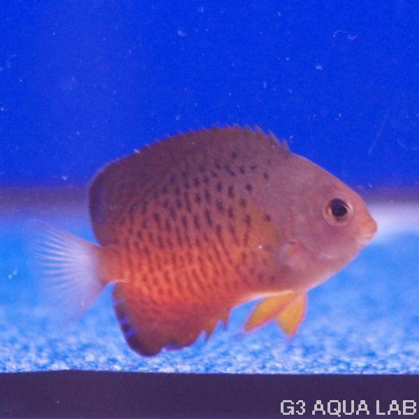 アカハラヤッコ 約4 5cm 10時までのご注文で当日出荷可能 Y235 S0319 G3 Aqua Lab ヤフーショップ 通販 Yahoo ショッピング