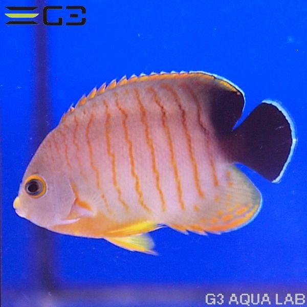 エイブリーエンゼル（エイブルズ・エンゼルフィッシュ） 約6cm 10時