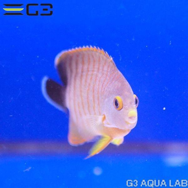 エイブリーエンゼル（エイブルズ・エンゼルフィッシュ） 約6cm 10時