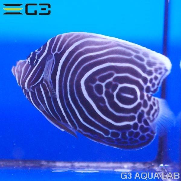 ウズマキヤッコ ウズキン 約10cm 10時までのご注文で当日出荷可能 Y285 T0708 G3 Aqua Lab ヤフーショップ 通販 Yahoo ショッピング