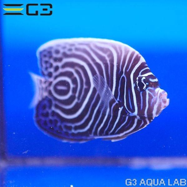 ウズマキヤッコ ウズキン 約10cm 10時までのご注文で当日出荷可能 Y285 T0708 G3 Aqua Lab ヤフーショップ 通販 Yahoo ショッピング