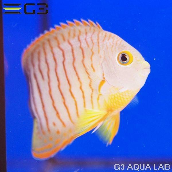 海水魚　エイブルズエンゼルフィッシュ　約8cm エイブリーエンゼル（エイブルズ・エンゼルフィッシュ） 約7cm 10時