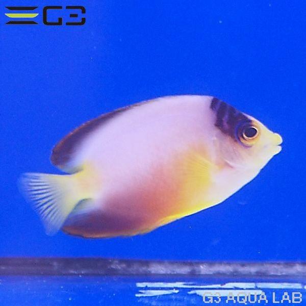 粒エサOK マルチカラーエンゼル 約5.5cm 10時までのご注文で当日出荷 