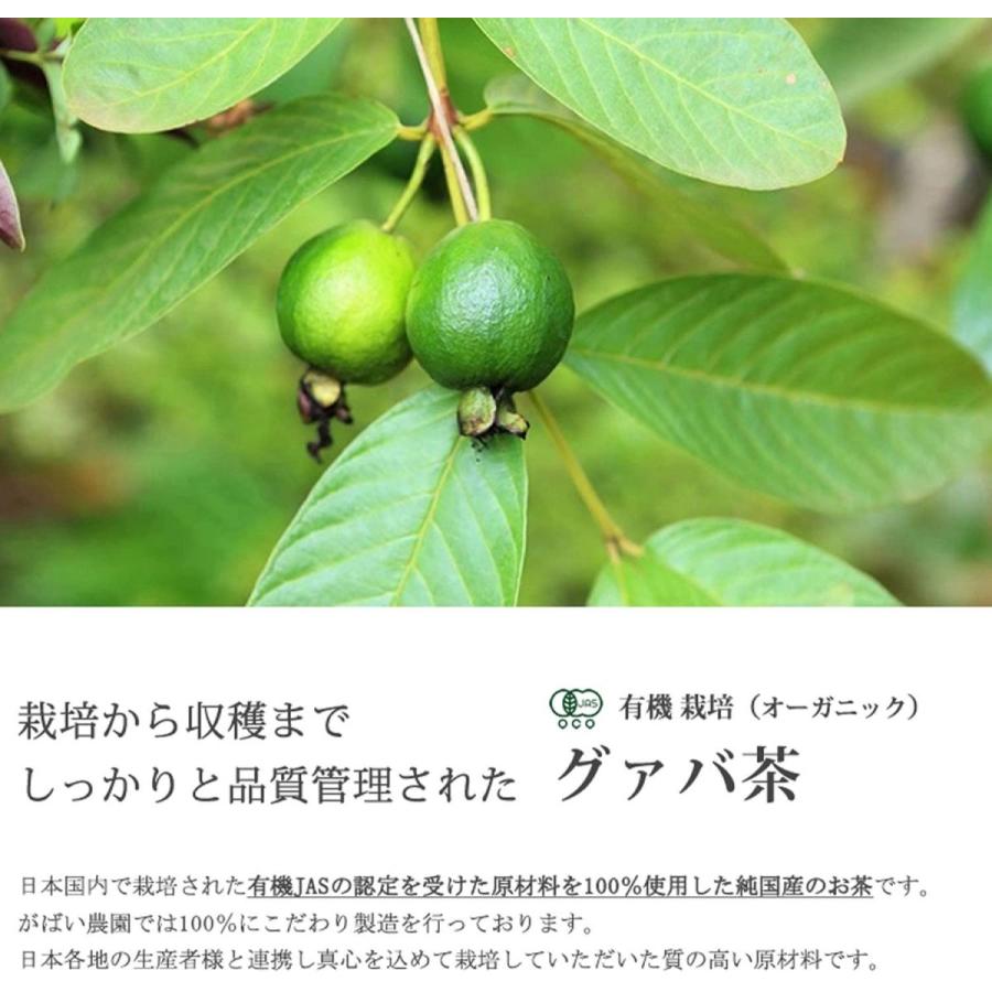 有機栽培 グァバ茶 2g×40包 お得な3個セット 国産(鹿児島産) 残留農薬・放射能検査済 :3027-2:がばい農園 - 通販 - Yahoo!ショッピング 有機栽培 グァバ茶 2g×40包 お得な3個セット 国産(鹿児島産) 残留農薬・放射能検査済 :3027-2:がばい農園 - 通販 - Yahoo!ショッピング