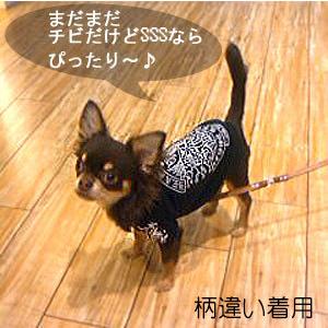 犬SSS】犬用刺繍Tシャツ 3S(SSS/XXS)【風神】犬 和柄 服 犬服 犬SSS】犬用刺繍Tシャツ 3S(SSS/XXS)【風神】犬 和柄 服 犬服
