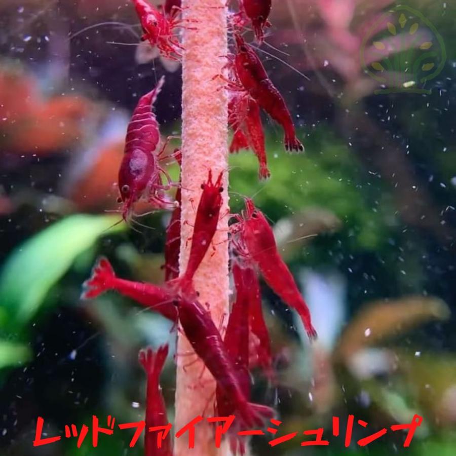 レッドファイアーシュリンプ［極火蝦］　３０匹（１．０ー１．５ｃｍ）＋α の商品画像