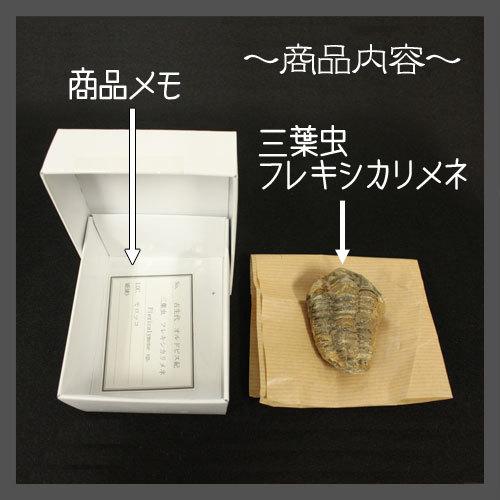 三葉虫 [FC92] フレキシカリメネ 化石 三葉虫 [FC92] フレキシカリメネ