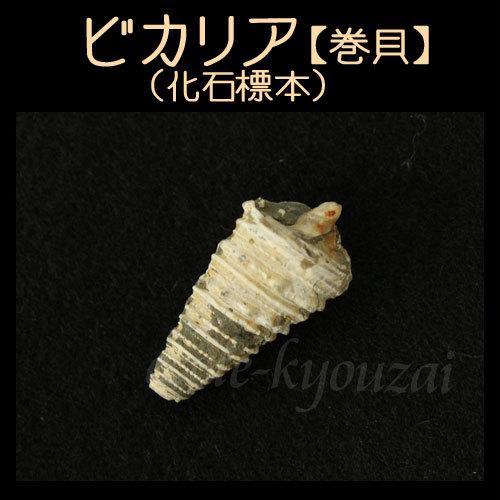 ピカリア(巻貝）Fossil Specimen 自然化石 本物 観察 自由研究 夏休み