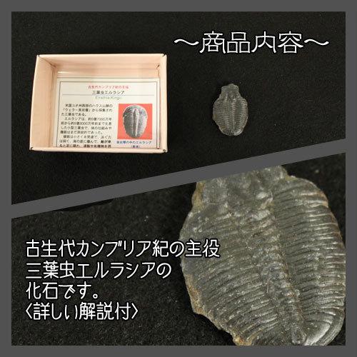 三葉虫(エルラシア母岩付) 自然化石 本物 観察 自由研究 夏休み 冬休み