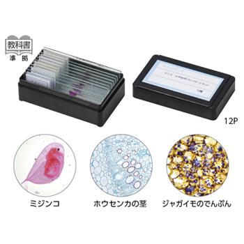 小学校用プレパラートセット（１２種）　１２Ｐ 顕微鏡 観察 自由研究 夏休み 冬休み 小学校 中学校 試料 理科
