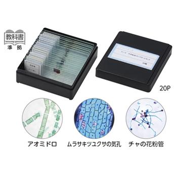 中学校用プレパラートセット（20種） 顕微鏡 観察 自由研究 夏休み