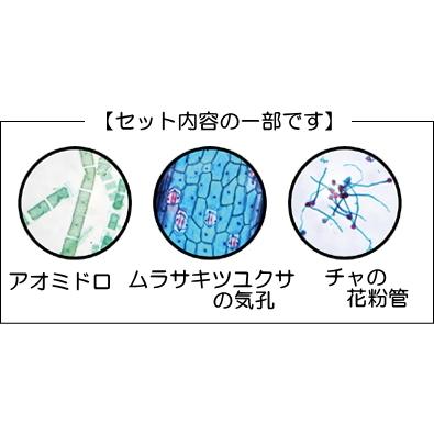 中学校用プレパラートセット（２０種） 顕微鏡 観察 自由研究 夏休み 冬休み 小学校 中学校 試料 理科_2