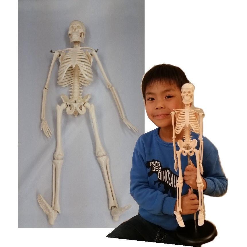 人体骨格模型 ミニ骨格模型 42cm : 学林舎 - 通販 - Yahoo 人体骨格模型 ミニ骨格模型 42cm : 学林舎 - 通販 - Yahoo