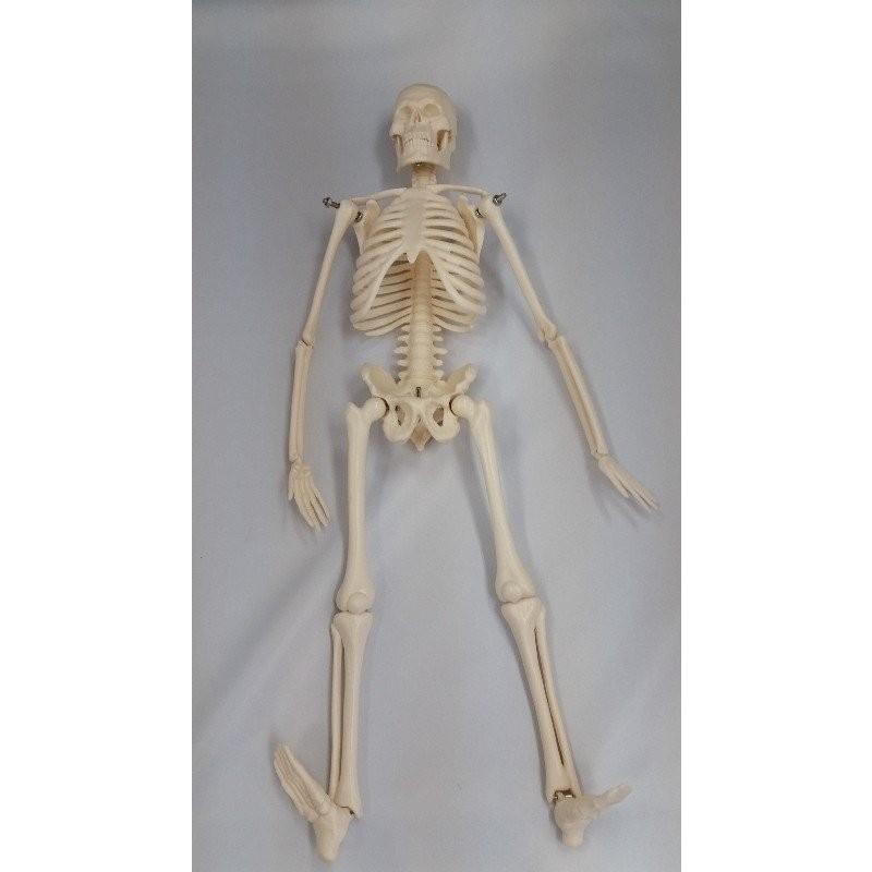 人体骨格模型 ミニ骨格模型 42cm : 学林舎 - 通販 - Yahoo 人体骨格模型 ミニ骨格模型 42cm : 学林舎 - 通販 - Yahoo