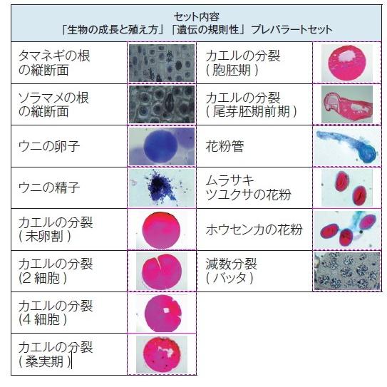 魅力的な 生物の成長と殖え方 遺伝の規則性 プレパラートセット 14種 最も優遇 Giftideasforall Com