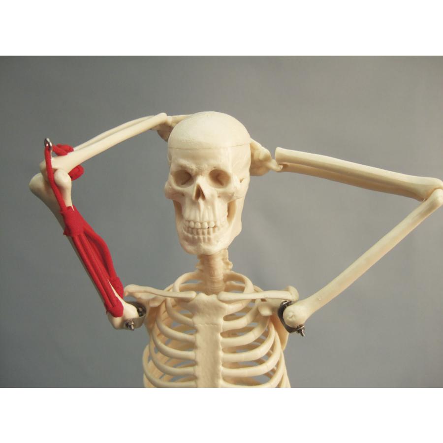 人体骨格模型 CT102M : 学林舎 - 通販 - Yahoo!ショッピング