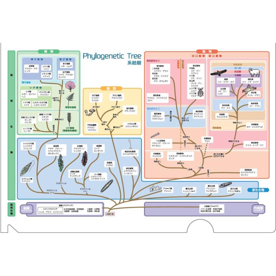 系統樹 けいとうじゅ Japanese English Dictionary Japaneseclass Jp