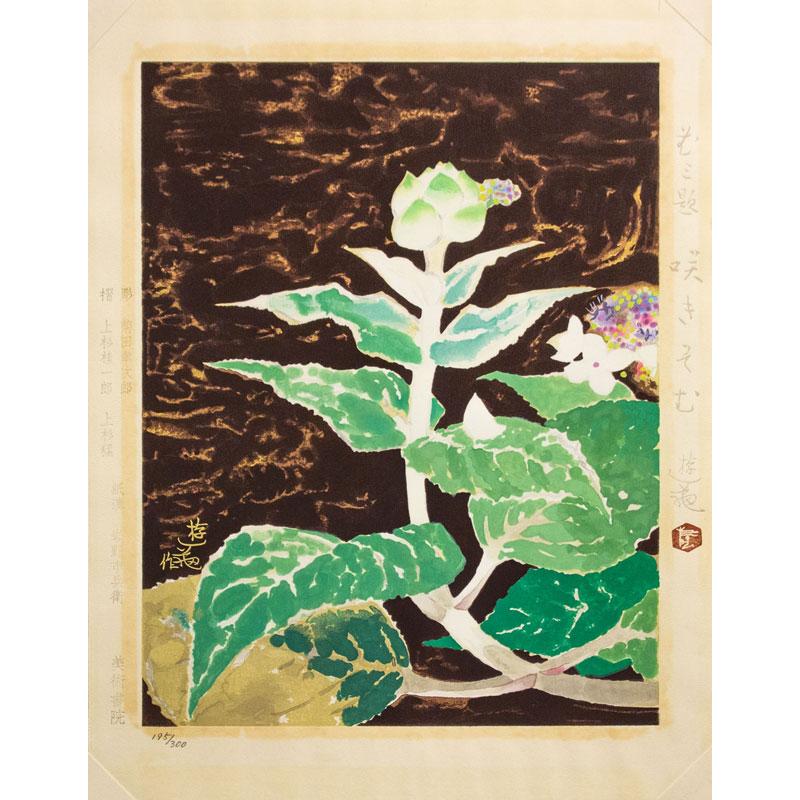 小倉遊亀 「 咲きそむ 」 木版画 版画 絵画 日本画 花 あじさい 小倉遊亀 「 咲きそむ 」 木版画 版画 絵画 日本画 花 あじさい