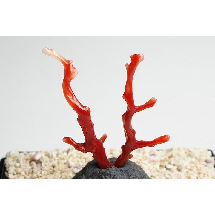 超貴重 血赤珊瑚原木 高知県沖産 : ギャラリーメイスン ヤフー店