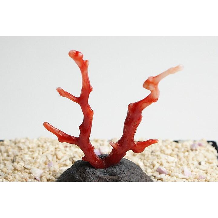 超貴重 血赤珊瑚原木 高知県沖産 : ギャラリーメイスン ヤフー店