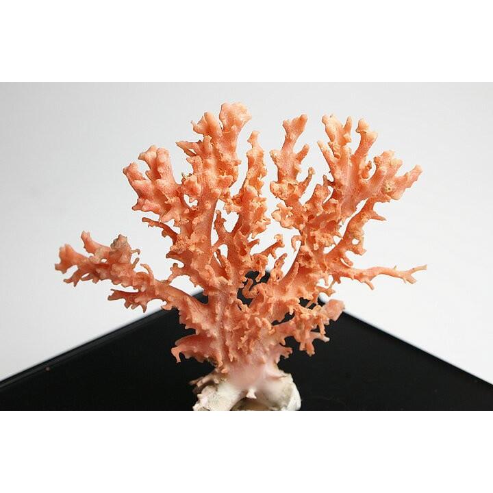 超貴重ピンクサンゴの原木 珊瑚の置物