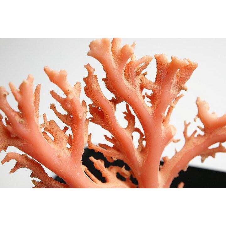 超貴重ピンクサンゴの原木 珊瑚の置物
