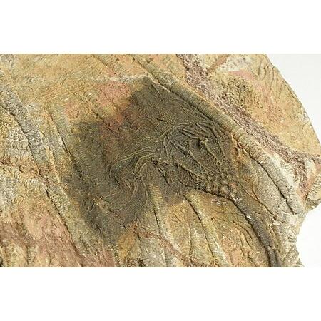 海ユリ(Scyphocrinites)
