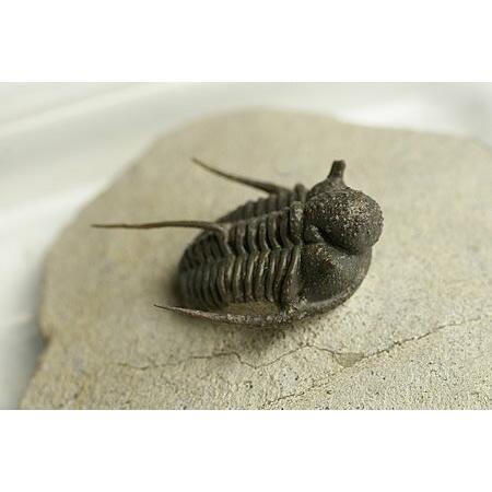 三葉虫(Ceratarges)モロッコ王国産 その他美術、工芸品-美術、工芸品-楽器、手芸、コレクション