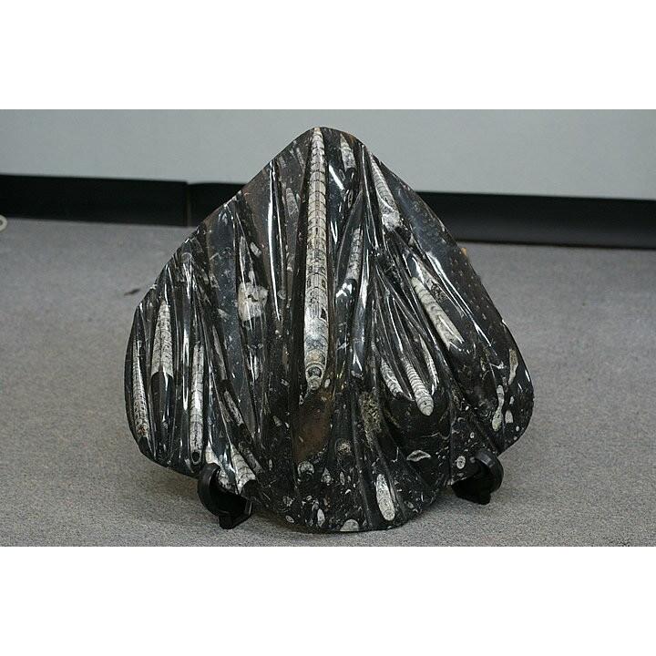直角石　モロッコ産