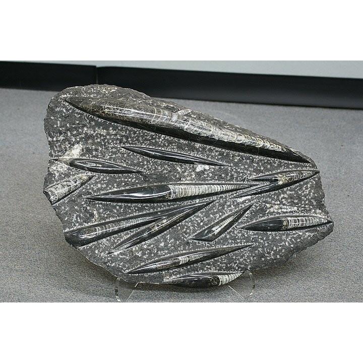 直角石　モロッコ産
