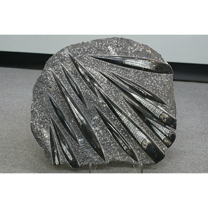直角石　モロッコ産