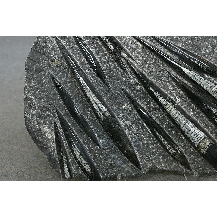 直角石　モロッコ産_2