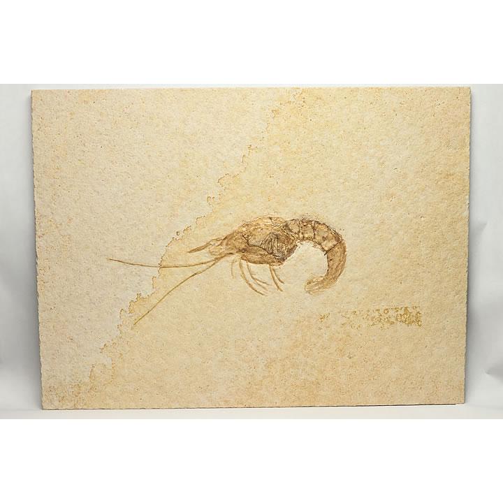 エビ化石 ドイツ産 : ギャラリーメイスン ヤフー店 - 通販 - Yahoo