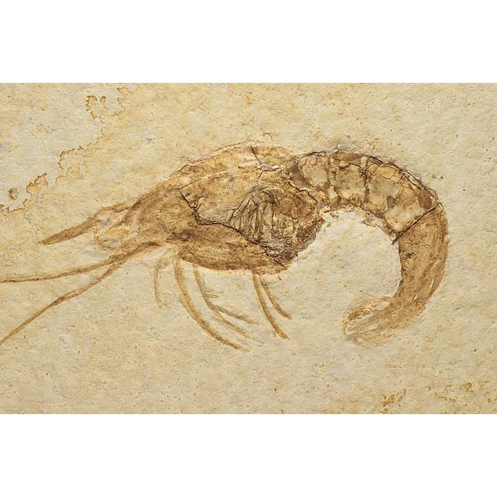 エビ化石 ドイツ産 : ギャラリーメイスン ヤフー店 - 通販 - Yahoo