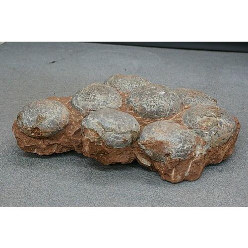 博物館クラス！特大サイズ 恐竜卵 化石 フランス産 : ギャラリー