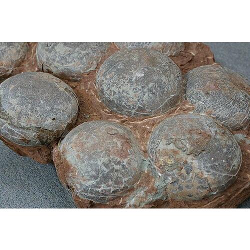 博物館クラス！特大サイズ 恐竜卵 化石 フランス産 : ギャラリー