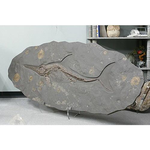 博物館クラス イクチオサウルス化石 : ギャラリーメイスン ヤフー店