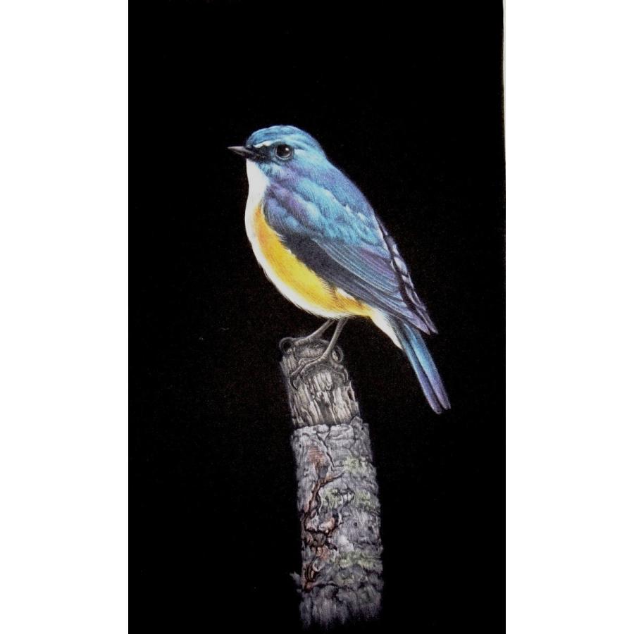 生田宏司　ルリビタキ | 