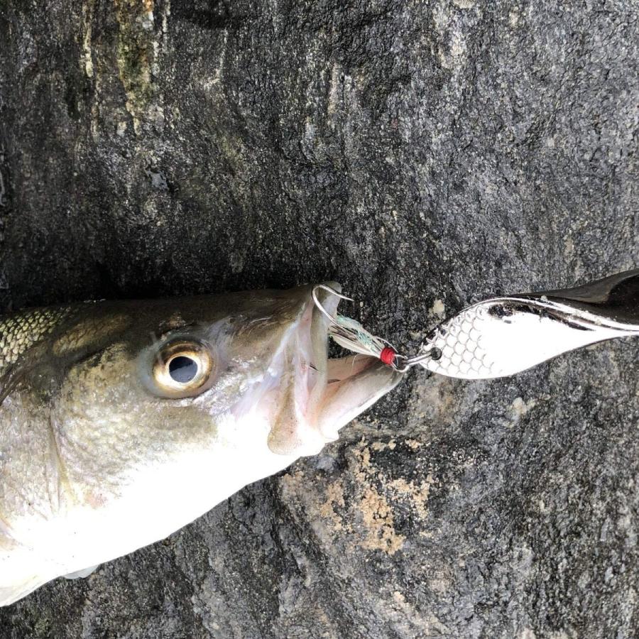 新作揃え バスメタルフィッシングルアー トレブルフック トラウト2個セット 釣りルアー シルバー プロペラ形状 28g 1オンス 釣り仕掛け 仕掛け用品 Oyostate Gov Ng