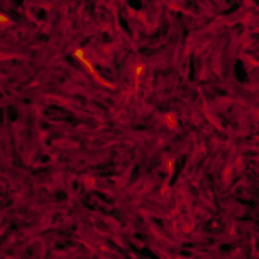 Montreux モントルー 平板 ピックガード セルロイド板 300 x 450 (mm