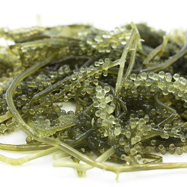 海ぶどう 塩水漬け 茎付き 40g×2袋 （メール便）　/平良商店｜ganju｜04