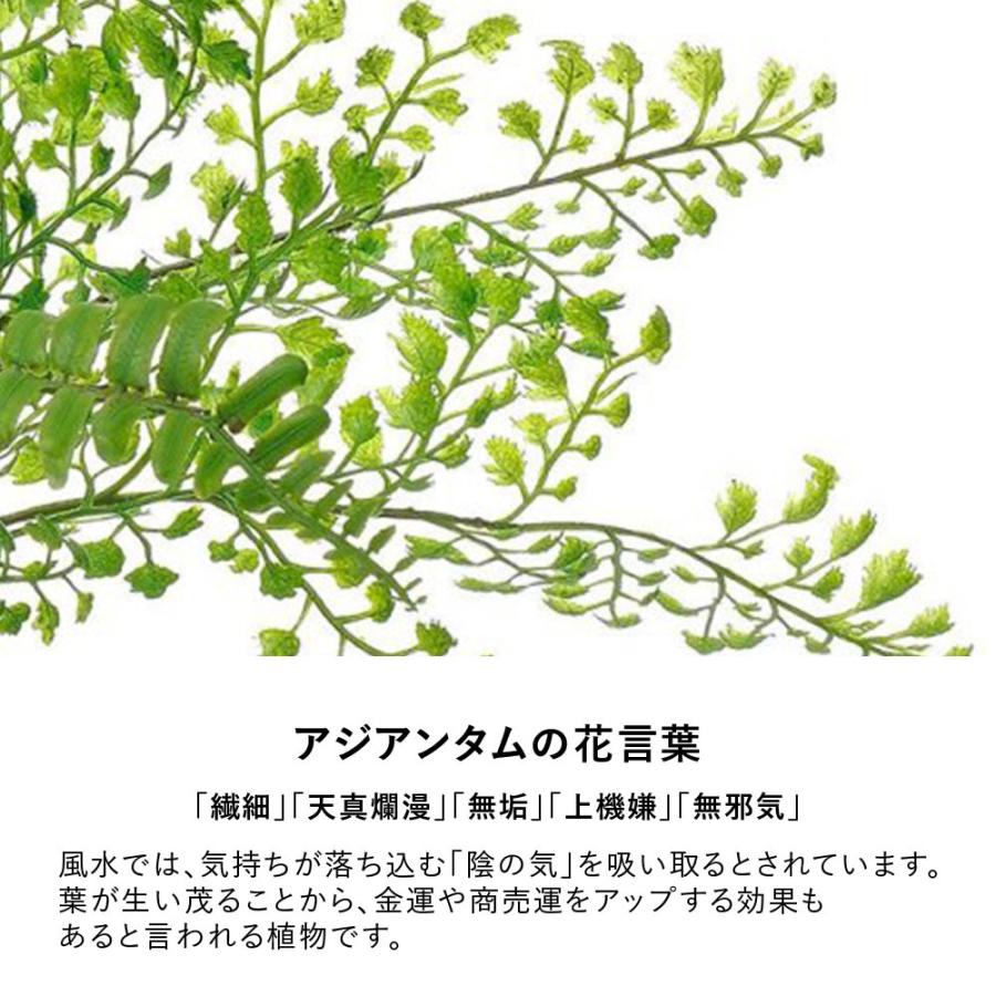 フェイクグリーン 卓上 観葉植物 アジアンタム ベリー ウォータートラペゾイド インテリアグリーン オフィスグリーン_2