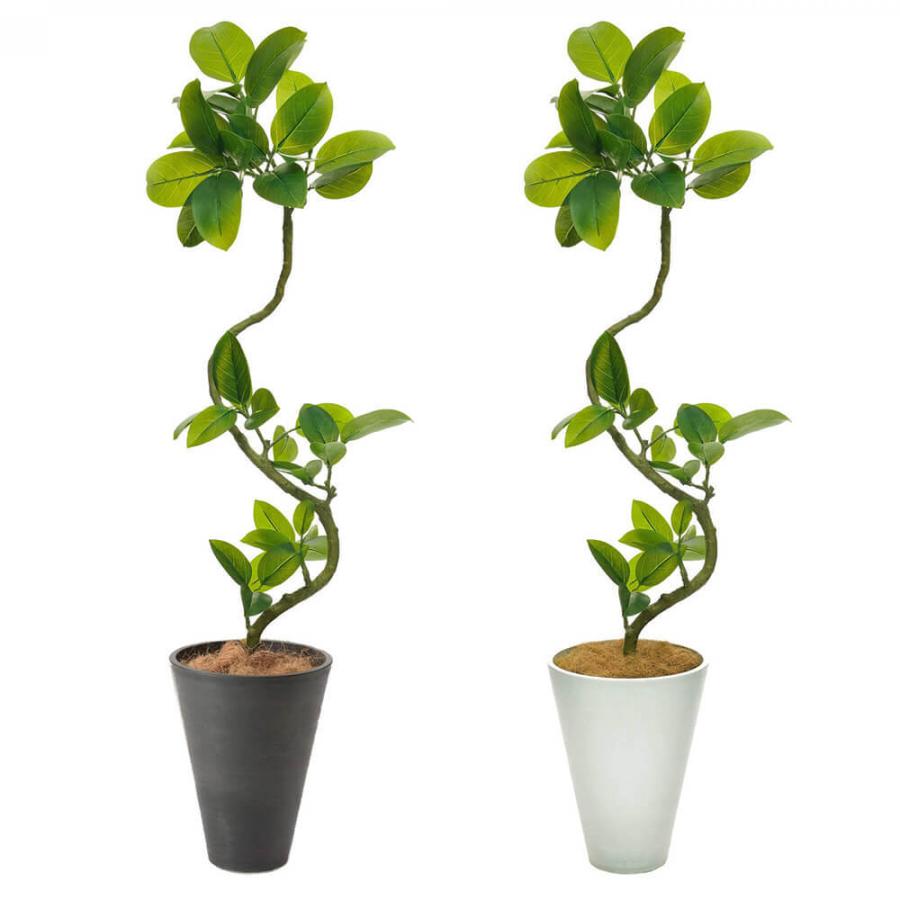 楽天市場】モンステラ 観葉植物 鉢植え 7号鉢 高さ50〜60cm ギフト