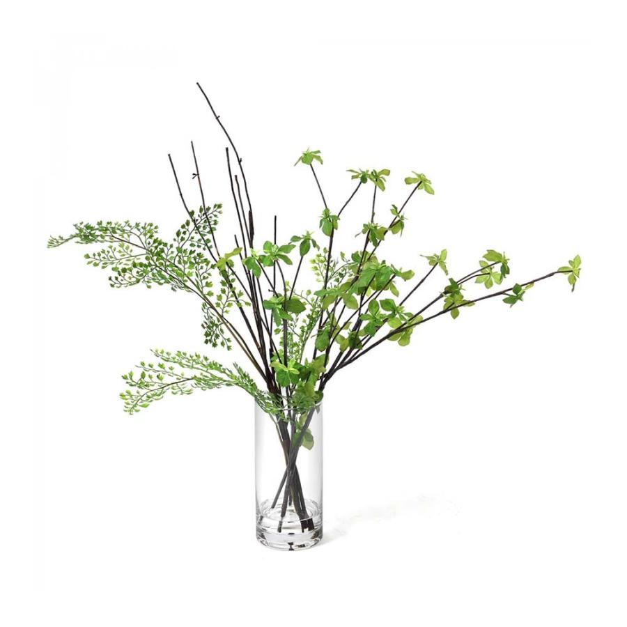 完売 【天然＊野生の小さな小さな樅の木さん】もみの木/生まれたて