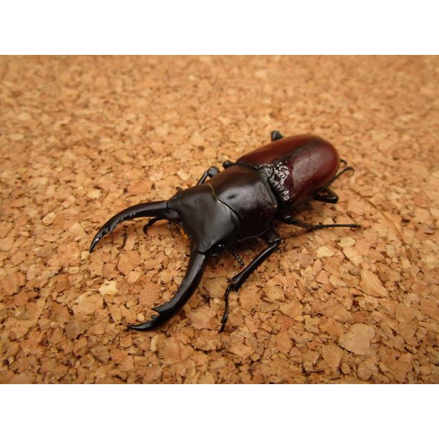 原名亜種 アローコクワガタ ♂55mm ♀37mmペア : Garage疾風