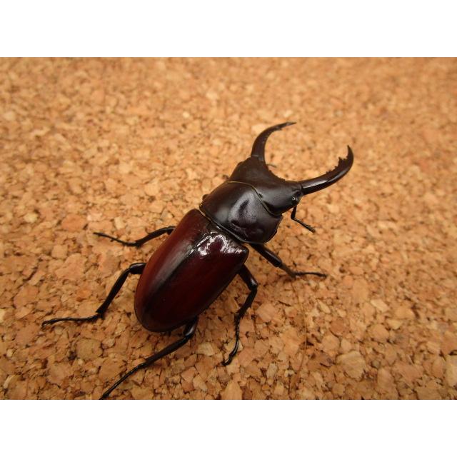 M*a様 【標本】コガシラクワガタ大型 ペア 76㎜36㎜ チリ産2001年4月 M*a様 【標本】コガシラクワガタ大型 ペア 76㎜36㎜ チリ産2001年