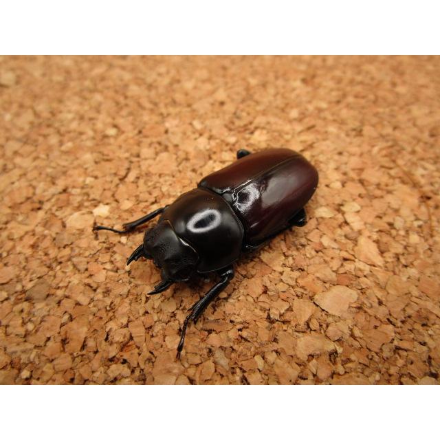 原名亜種 アローコクワガタ ♂55mm ♀37mmペア : Garage