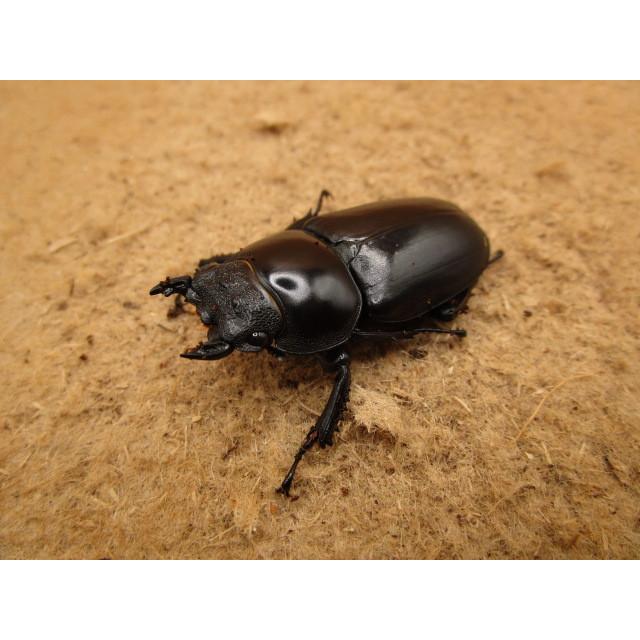 アンタエウスオオクワガタ ♂77mm ♀45mmペア : Garage疾風 - 通販